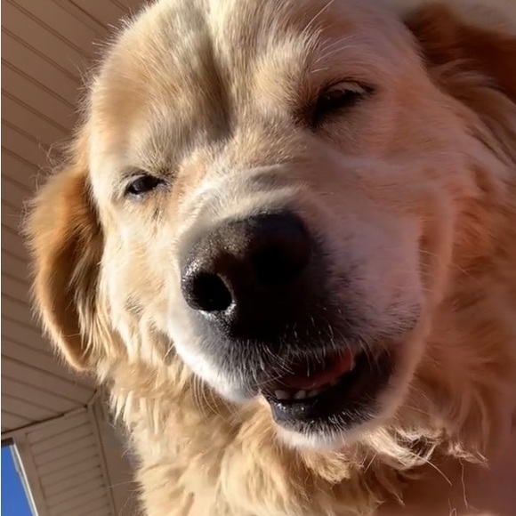 Meet your Posher, Avery - Picture 1 of 1